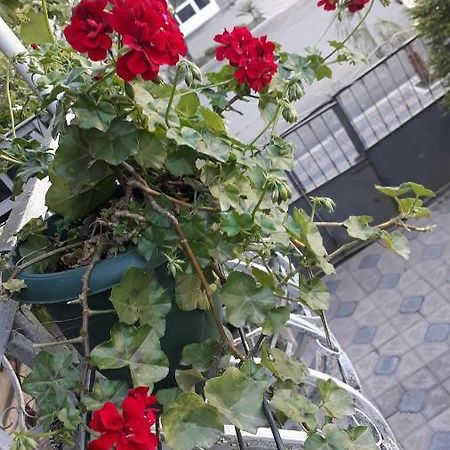 Homestay Izolda Batumi Exterior photo